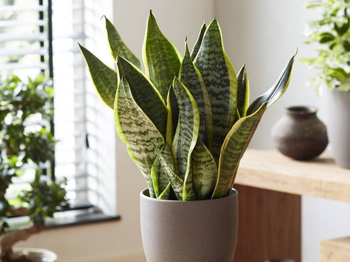 sansevieria for bathroom