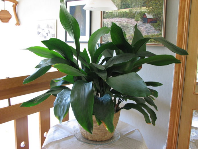 adult aspidistra
