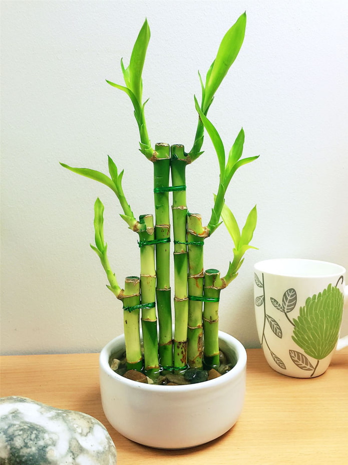 Dracaena Sander Dracaena Sander