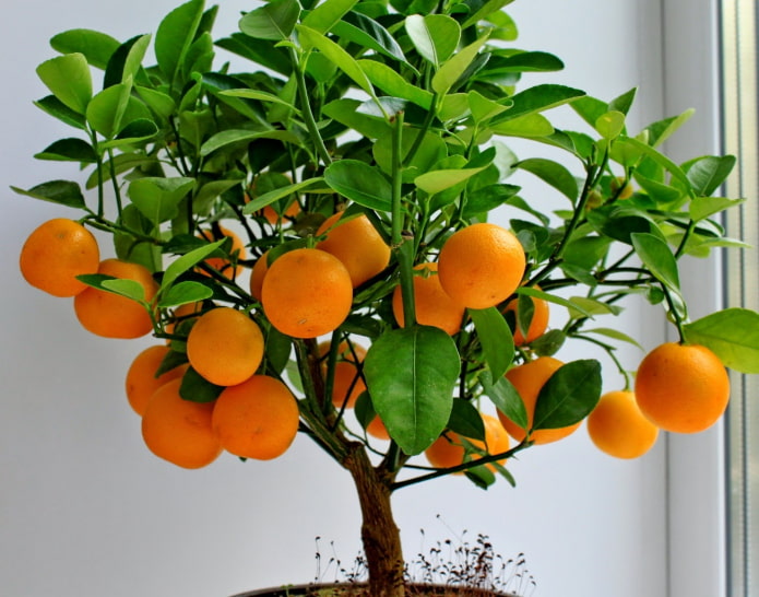 tangerine tree tangerine tree
