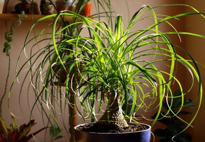 Bottle tree Bottle tree