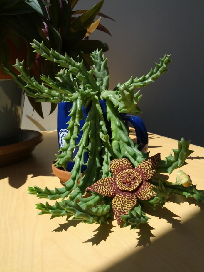 stapelia flowering