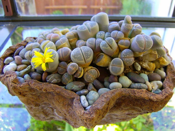 lithops photos