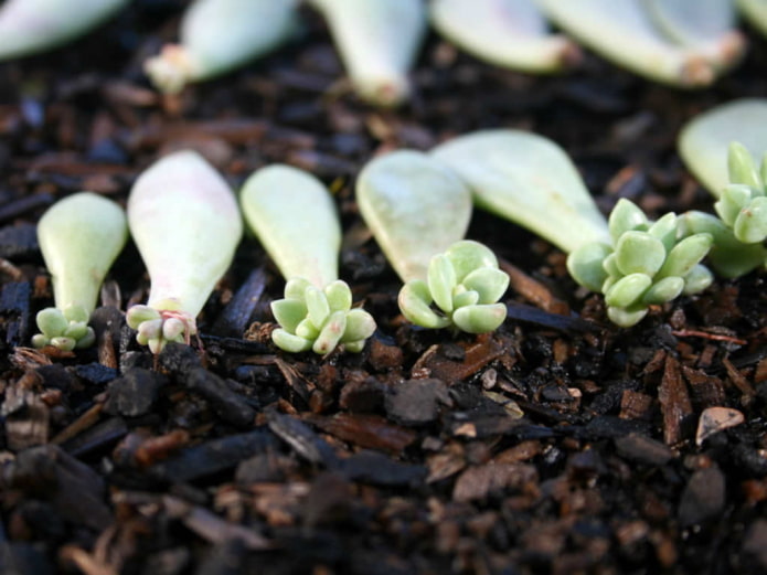 breeding of echeveria