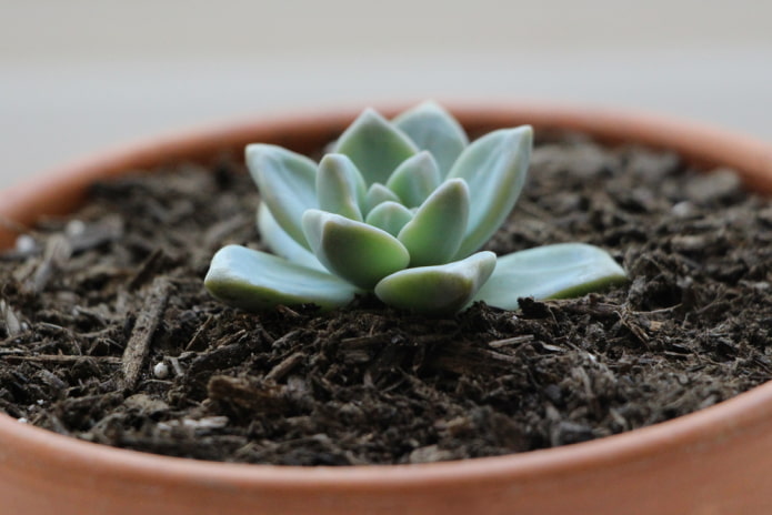 how to propagate succulents