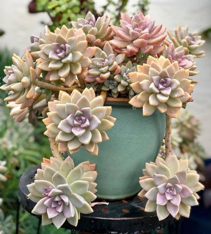 succulents in a pot