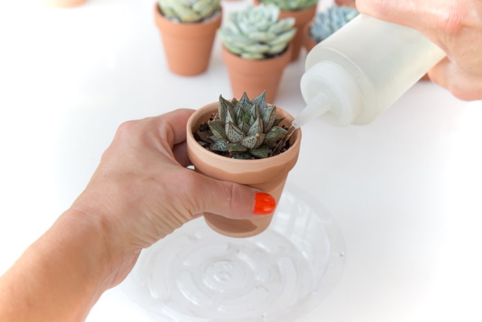 watering succulents