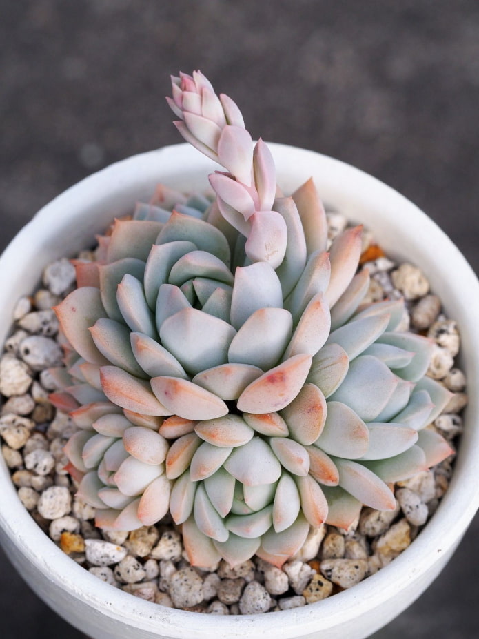 flowering succulents