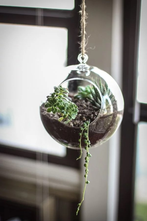 florariram for succulents