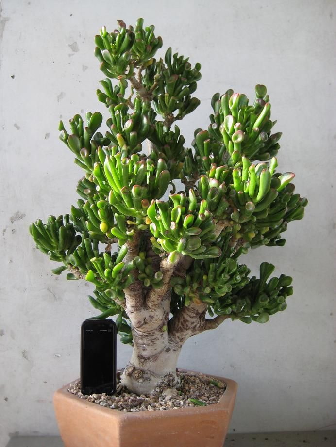 adult Crassula the hobbit
