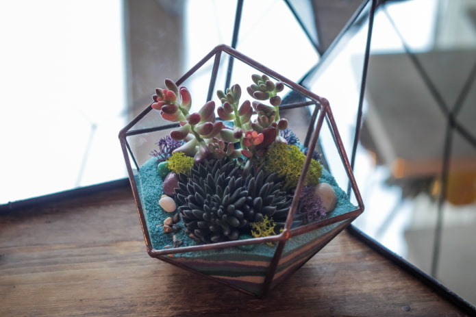 florarium for succulents