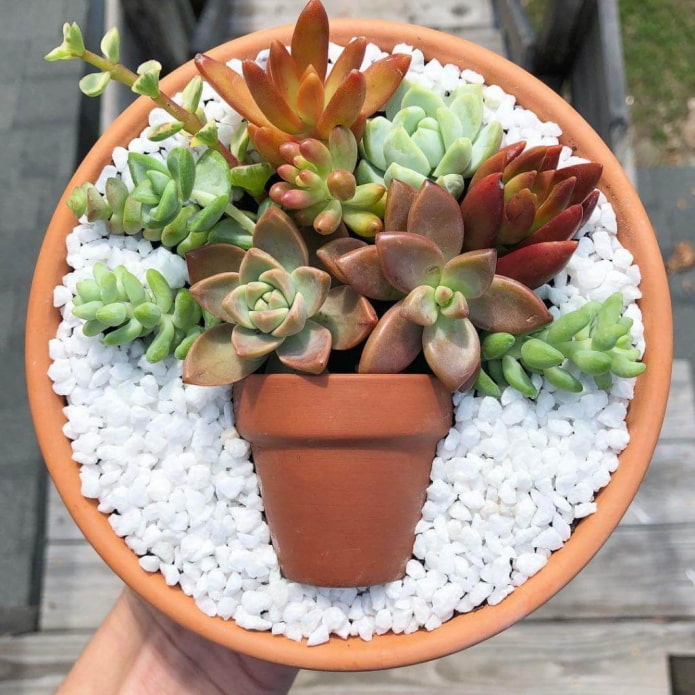 bouquet of succulents