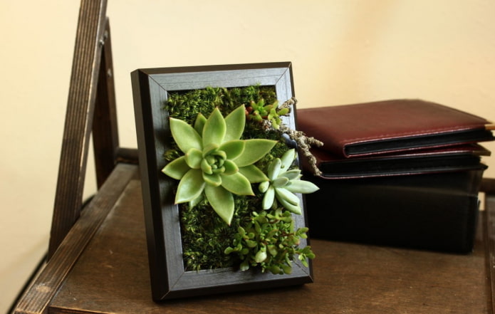 picture of succulents