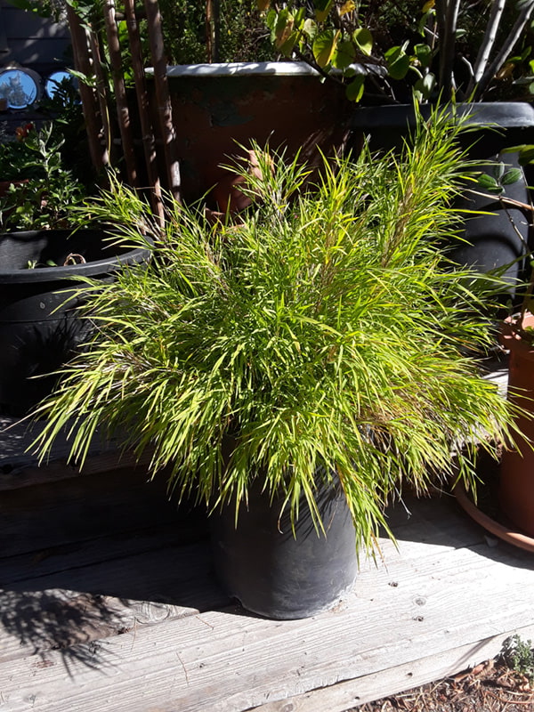 Mexican weeping bamboo