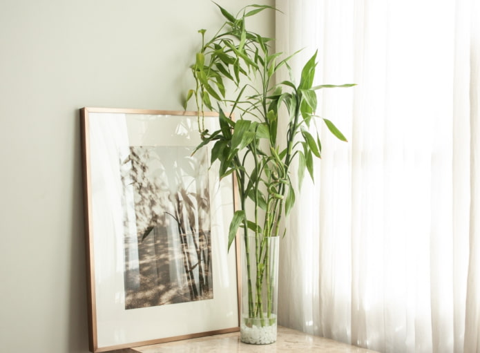 bamboo by the window