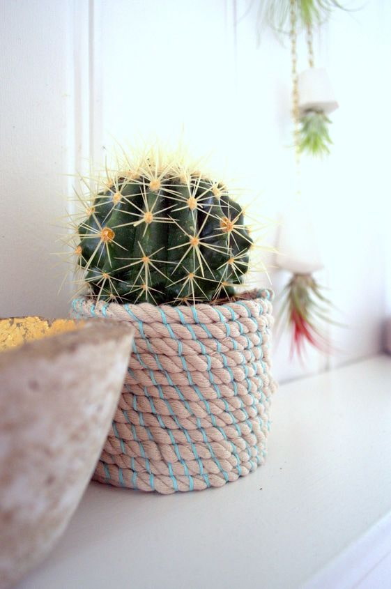 cactus in a pot