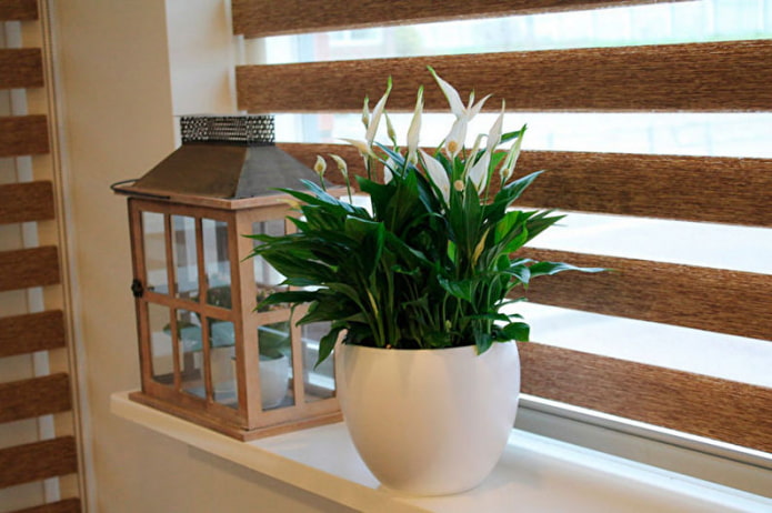 Spathiphyllum Spathiphyllum