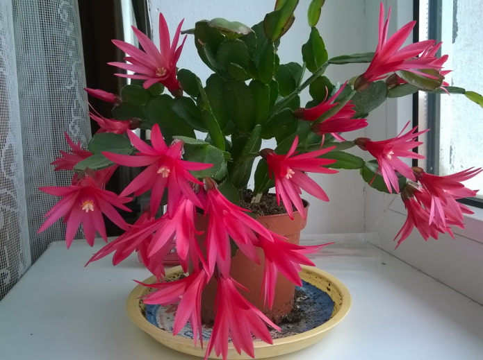 blooming schlumberger