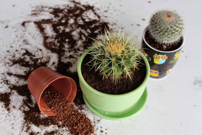 transplanting cacti