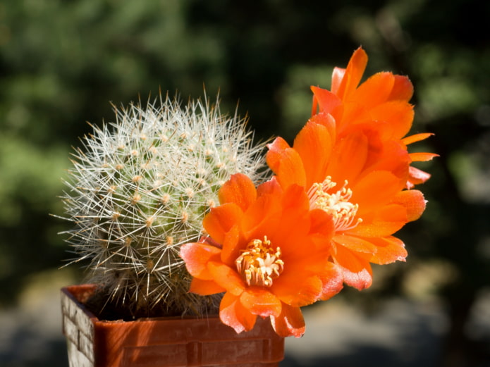rebutia blooms