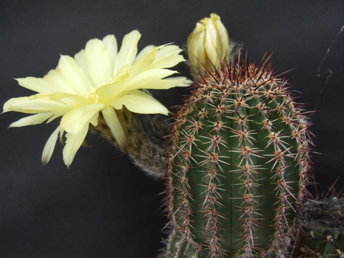 echinopsis bloom