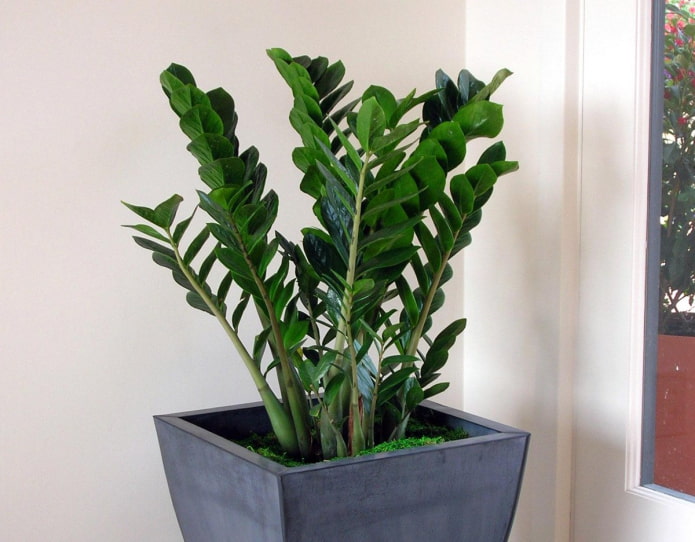 beautiful zamioculcas beautiful zamioculcas