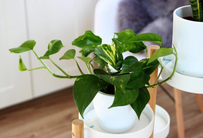 bright scindapsus bright scindapsus