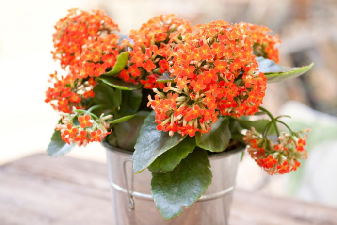 flowering Kalanchoe flowering Kalanchoe