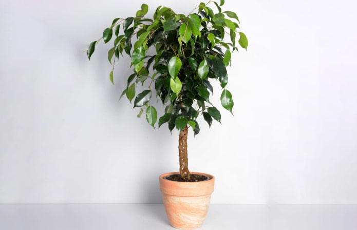 ficus pigtail ficus pigtail