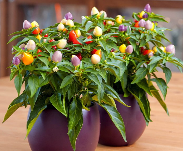 indoor pepper indoor pepper