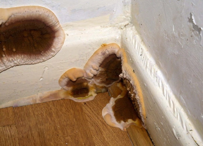 mushroom house how to get rid of mushroom house how to get rid of