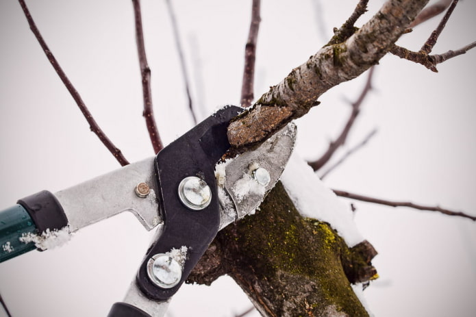 Pruning in winter Pruning in winter
