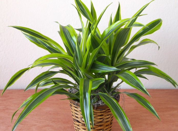 Dracaena fragrant