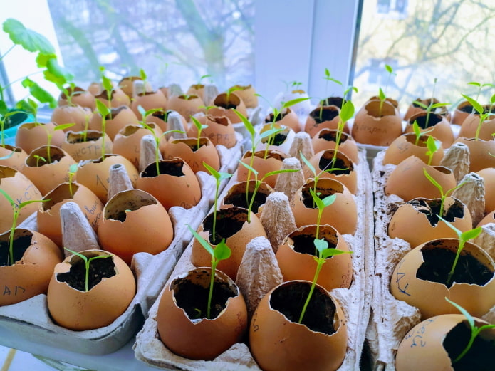 Seedlings in trays Seedlings in trays