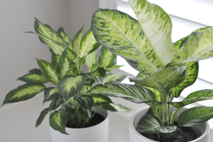 Dieffenbachia Dieffenbachia