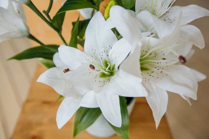 Potted lily Potted lily