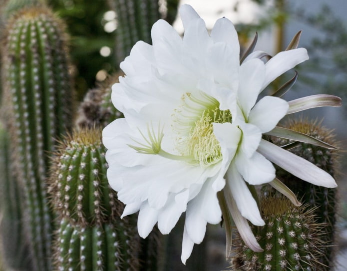 Trichocereus Trichocereus
