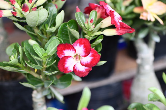Adenium Adenium