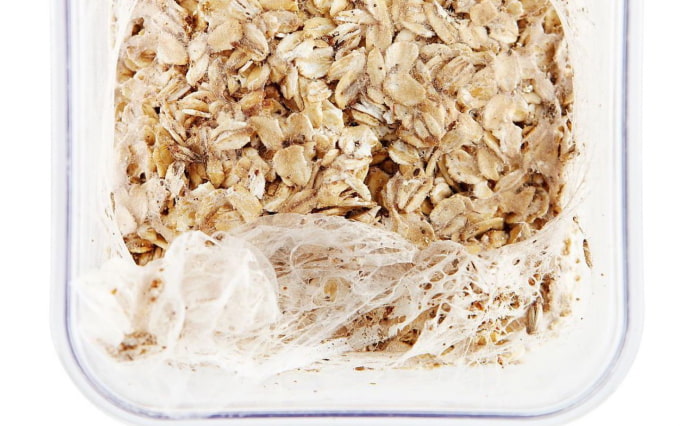 how to get rid of food moth