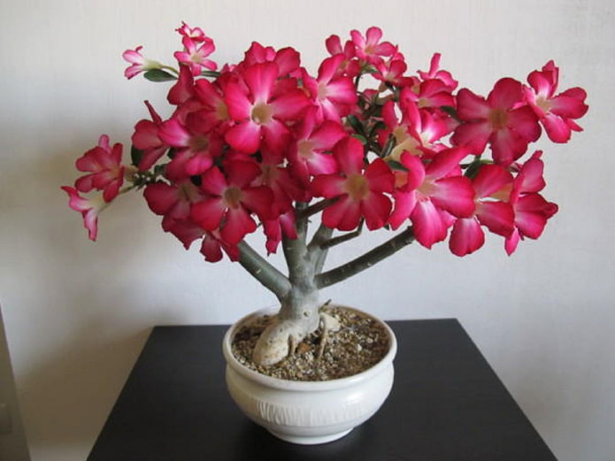 Adenium Adenium