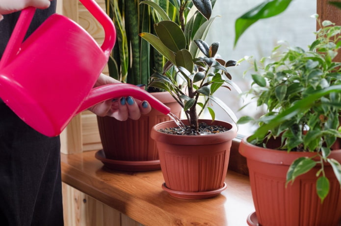 watering indoor plants watering indoor plants