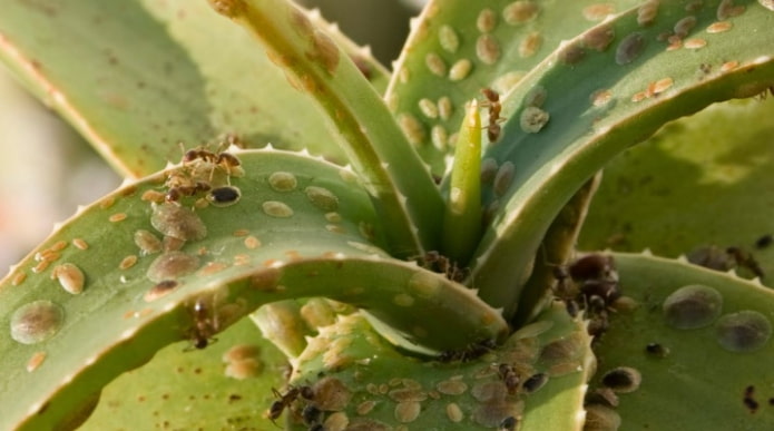 pests on aloe pests on aloe