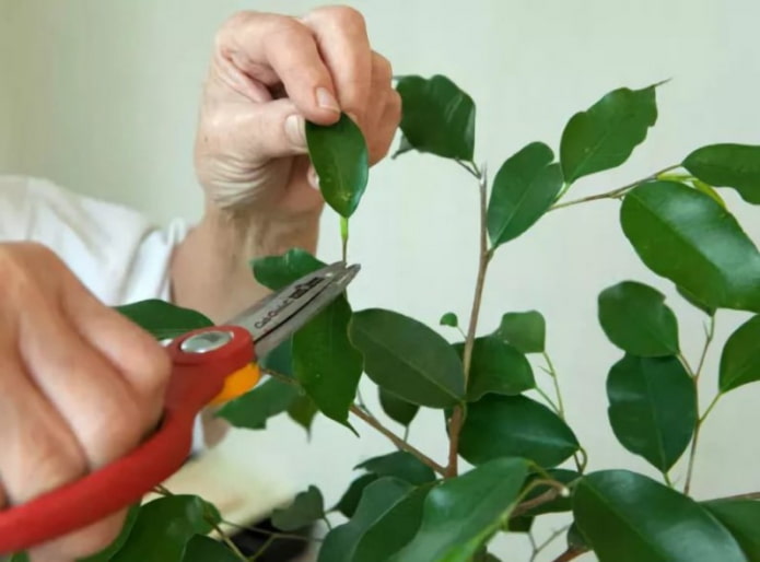 foliage pruning foliage pruning