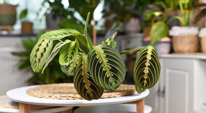 indoor plant indoor plant