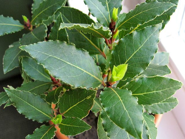 Bay leaf