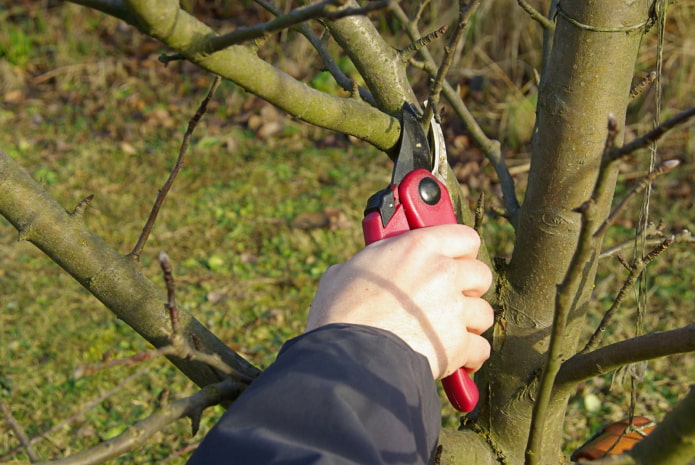 Pruning Pruning