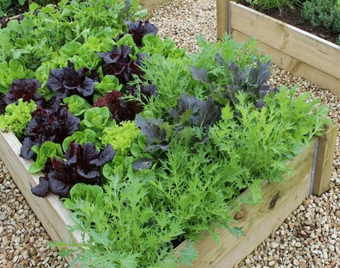 garden salad