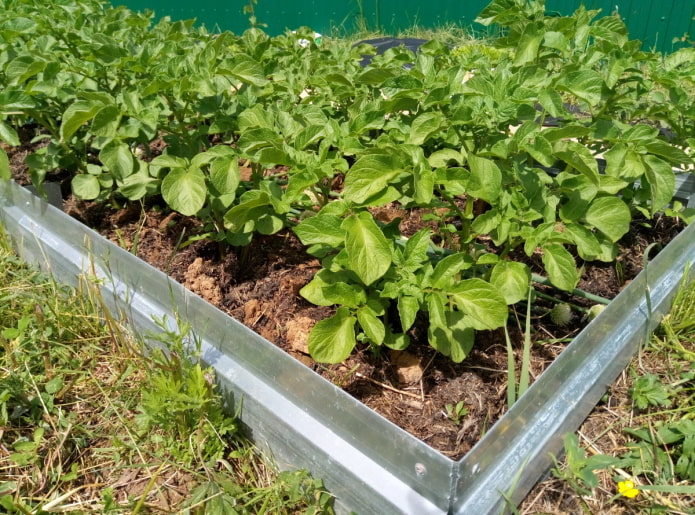 smart bed for potatoes