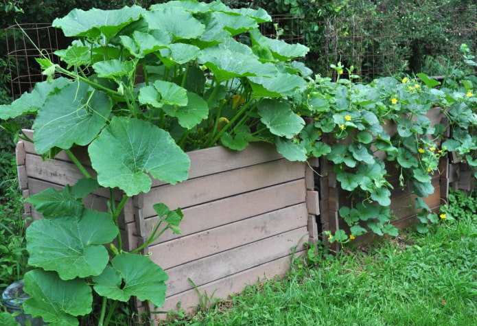 zucchini in a high bed