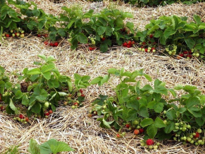 mulching strawberries